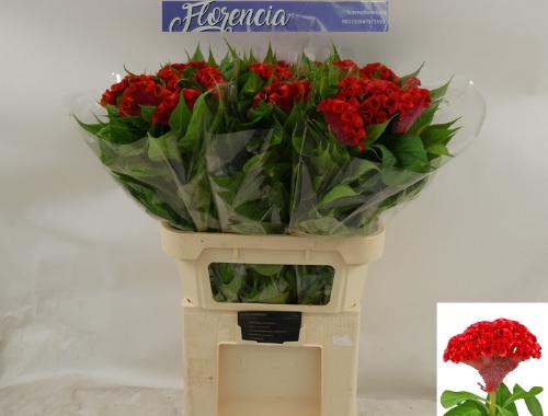 Celosia argentea (Cristata Grp) Smashing