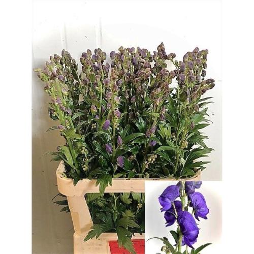 Aconitum carmichaelii 'Arendsii'