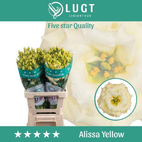 Eustoma russellianum gevuldbloemig 'Alissa Yellow'