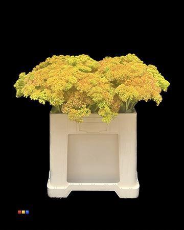 Sedum spectabile kleurbehandeld H%