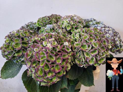 Hydrangea macrophylla Magical Revolution (classic)