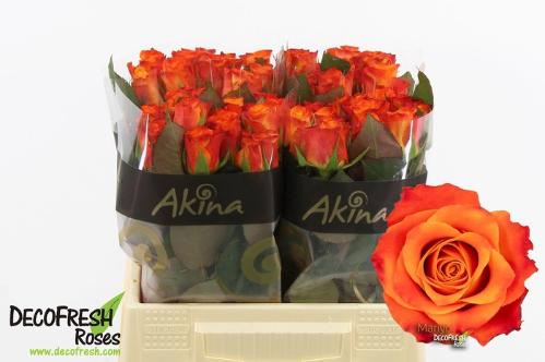 Rosa grootbloemig Mariyo!