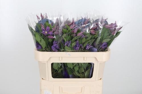 Clematis Amazing Rome