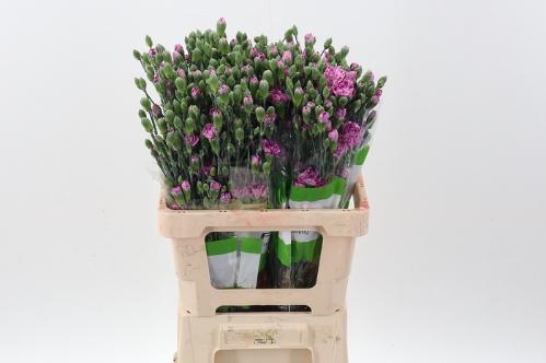 Dianthus tros overig