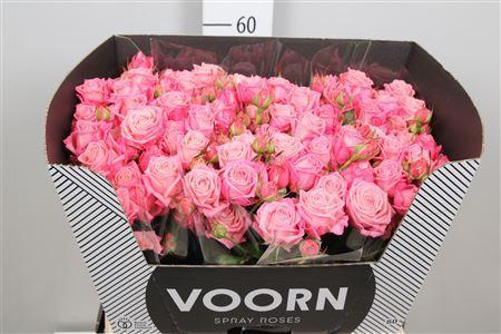 Rosa tros Sweet Bubbles