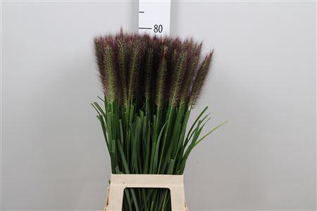 Pennisetum alopecuroides 'Redhead'