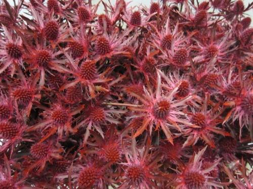 Eryngium planum kleurbehandeld H%