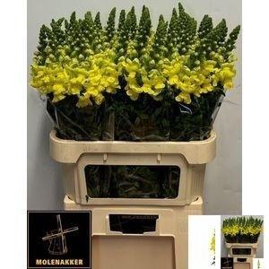 Antirrhinum majus 'Opus Yellow'