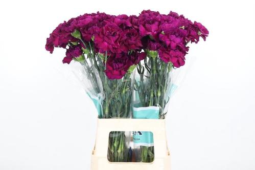 Dianthus standaard Zafiro