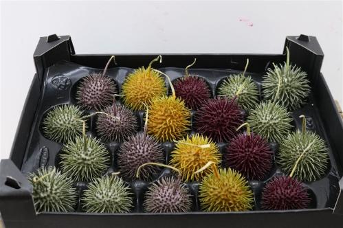 Wax appel H%