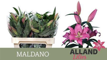 Lilium Oriental x Trumpet Grp 'Maldano'