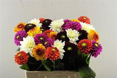 Dahlia gemengd in bos