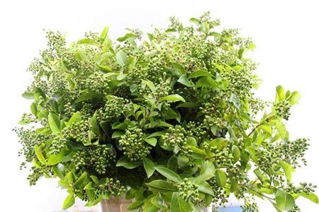Ligustrum overig met bes