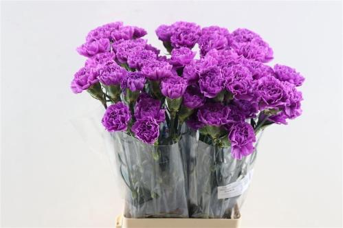Dianthus standaard Florigene Moonlite