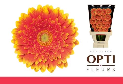 Gerbera mini 'Franky'