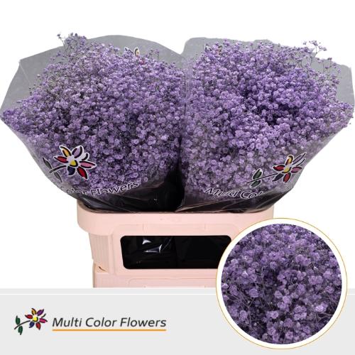 Gypsophila overig kleurbehandeld H%