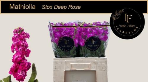 Matthiola incana Stox Deep Rose