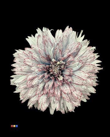 Chrysanthemum geplozen kas kleurbehandeld H%