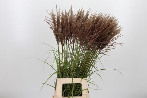 Miscanthus 'Rotfeder'