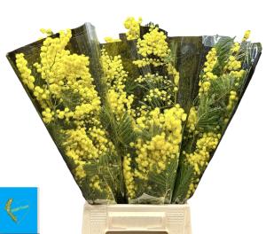 Acacia baileyana bloeiend per bos 'Purpurea'Dealbata Grp