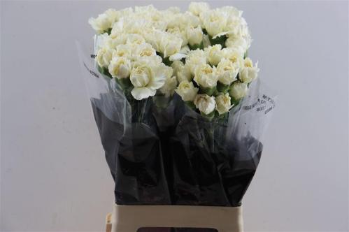 Dianthus standaard 'Diletta Crema'