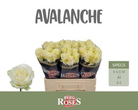 Rosa grootbloemig Avalanche+