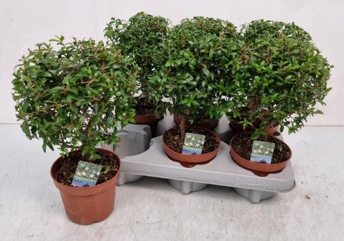 Myrtus communis