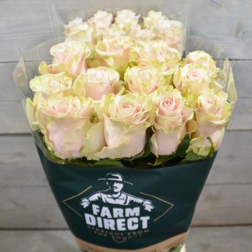 Rosa grootbloemig Pink Mondial