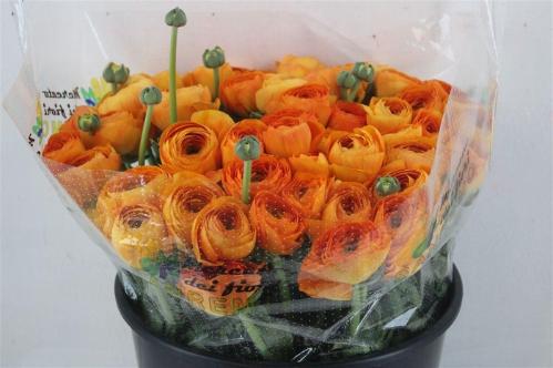 Ranunculus asiaticus Success Lambada