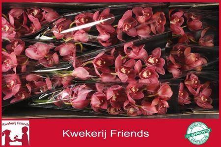 Cymbidium grootbloemig per tak 'Red Dream'