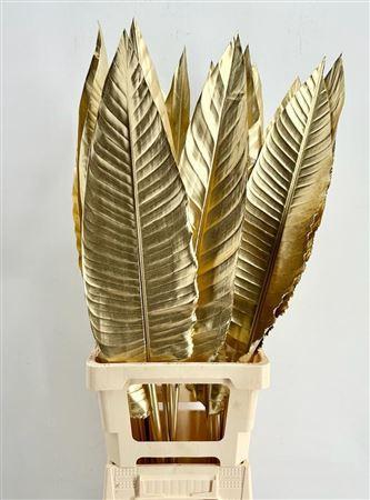 Strelitzia reginae (blad) kleurbehandeld H%