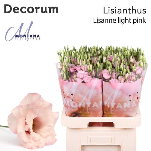 Eustoma russellianum gevuldbloemig Lisanne Light Pink