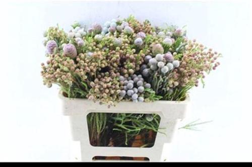 Kaaps groen gemengd in bos