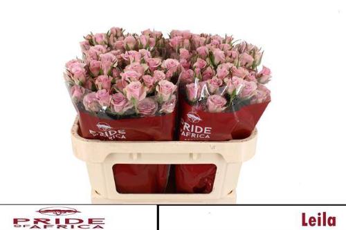 Rosa tros Leila