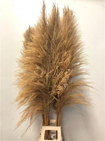 Cortaderia overig