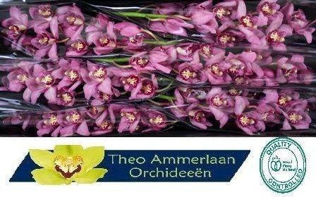 Cymbidium grootbloemig per tak Rose Beauty 'Cynthia'