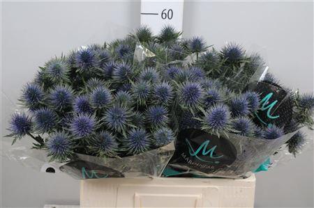 Eryngium planum Magnetar Questar