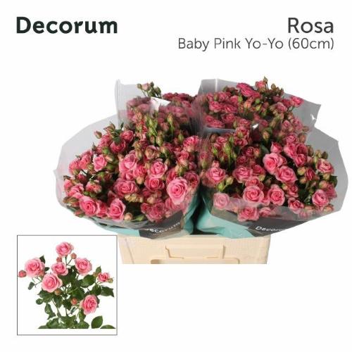 Rosa tros Baby Pink Yo-Yo