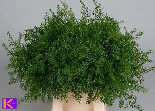 Asparagus densiflorus 'Cwebe'