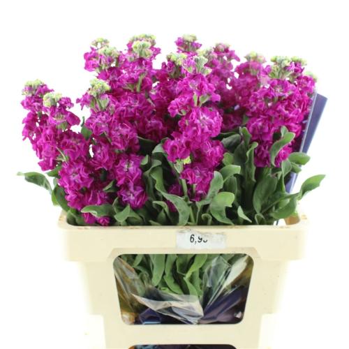 Matthiola incana 'Iron Rose'