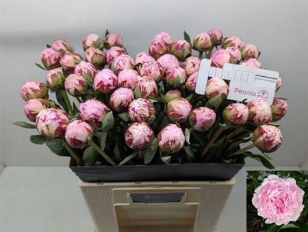 Paeonia Lactiflora Grp 'Sarah Bernhardt'