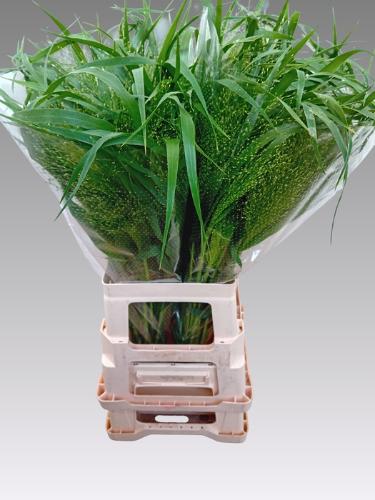 Panicum 'Fountain'