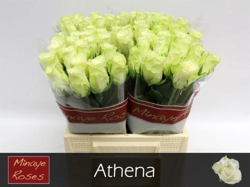 Rosa grootbloemig Athena
