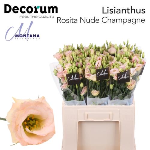 Eustoma russellianum gevuldbloemig 'Rosita Champagne'