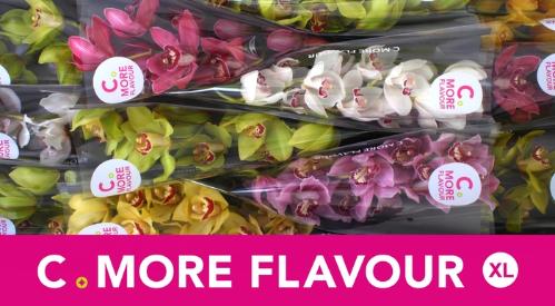 Cymbidium grootbloemig per tak gemengd