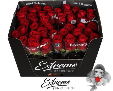Rosa grootbloemig Red Naomi!
