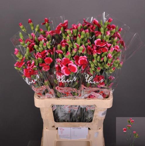 Dianthus tros Solomio Sem