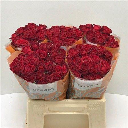 Rosa tros Dominica