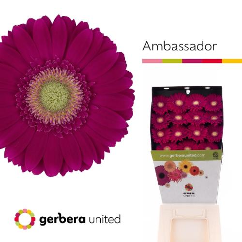Gerbera grootbloemig Ambassador