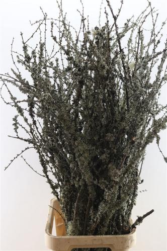 Larix doos